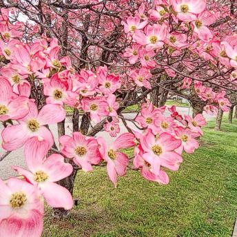 Dogwoods