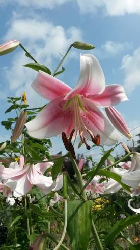 10462553_10152271890993877_1753600131651102348_n