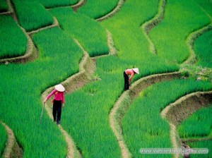 vietnam sapa bac ha 31 (1024x768)
