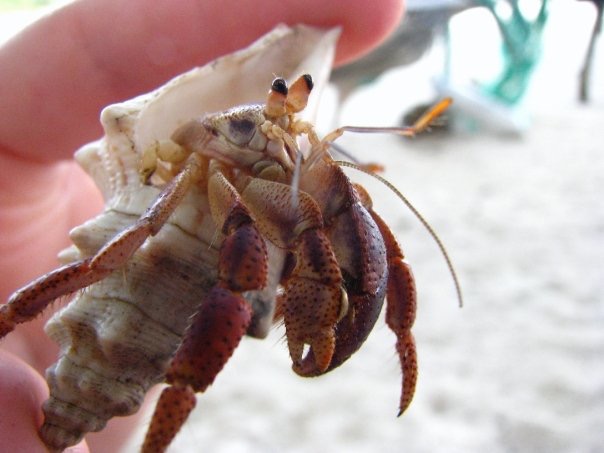 1913571_373103975787_1858883_n